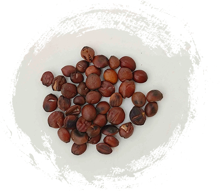 Sour Jujube Seed (Suānzǎorén)