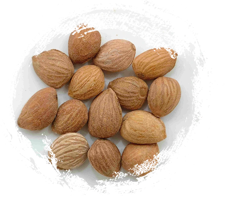 เคอร์เนลพีช (Táorén)