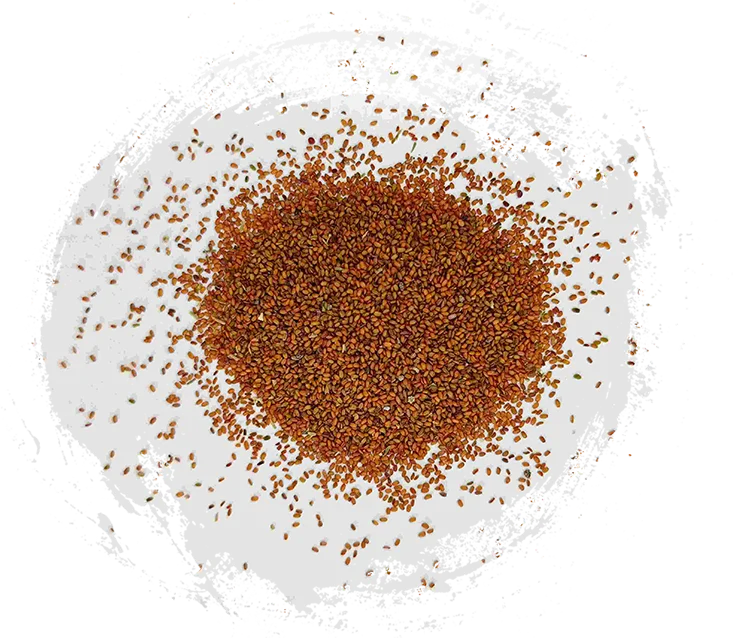 เมล็ดพันธุ์โคลท์ฟุต (tínglìzǐ)