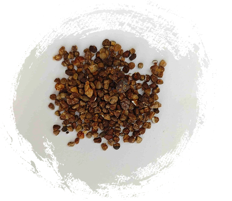 ลิลลี่ขิงจีน (Yìzhì)