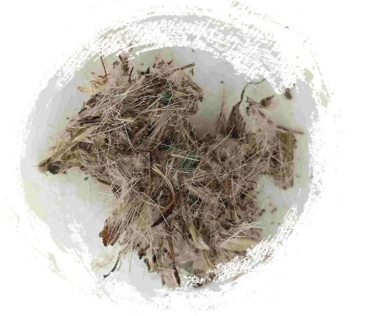 thistle ที่ดี (dàjì)