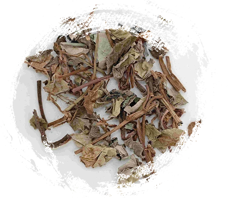 Coinweed (jīnqiáncǎo)