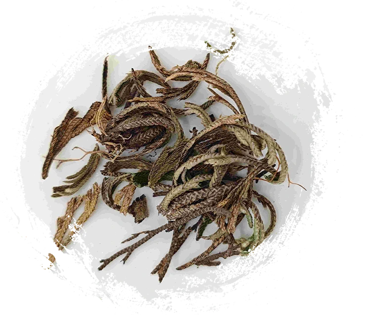 Royal Fern (JuǎnBǎi)