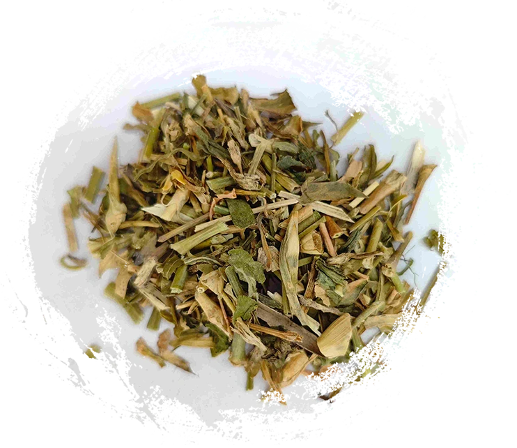 Bellflower จีน (Qúmài)