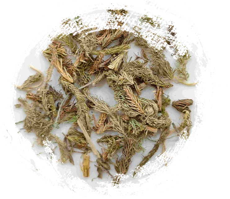 Herba Sargassum (shēnjīncǎo)