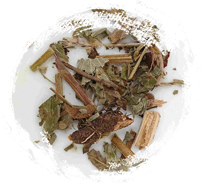 Herba Agrimoniae (Xiānhècǎo)