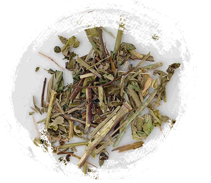 Herba serratulae (tòugǔcǎo)