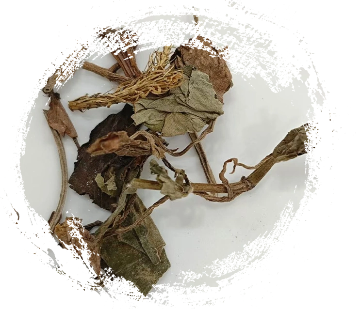 houttuynia (yúxīngcǎo)