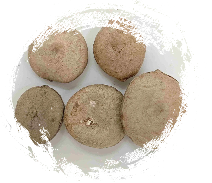 การแยกความแตกต่างระหว่างเหง้า เมล็ด ดอก และสาหร่ายตามหลักการแพทย์แผนจีนแบบใช้พืช