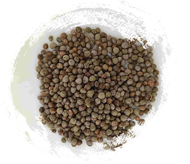 Perilla Seed (Zǐsūzǐ)