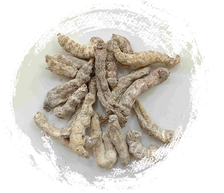 หนอนไหมแข็ง (jiāngcán)