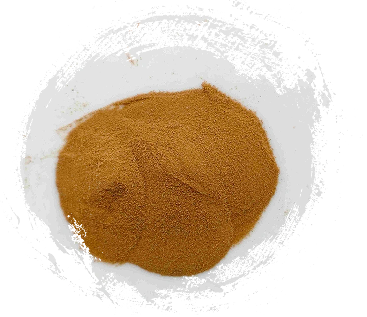 Lygodium japonicum (Hǎijīnshā)