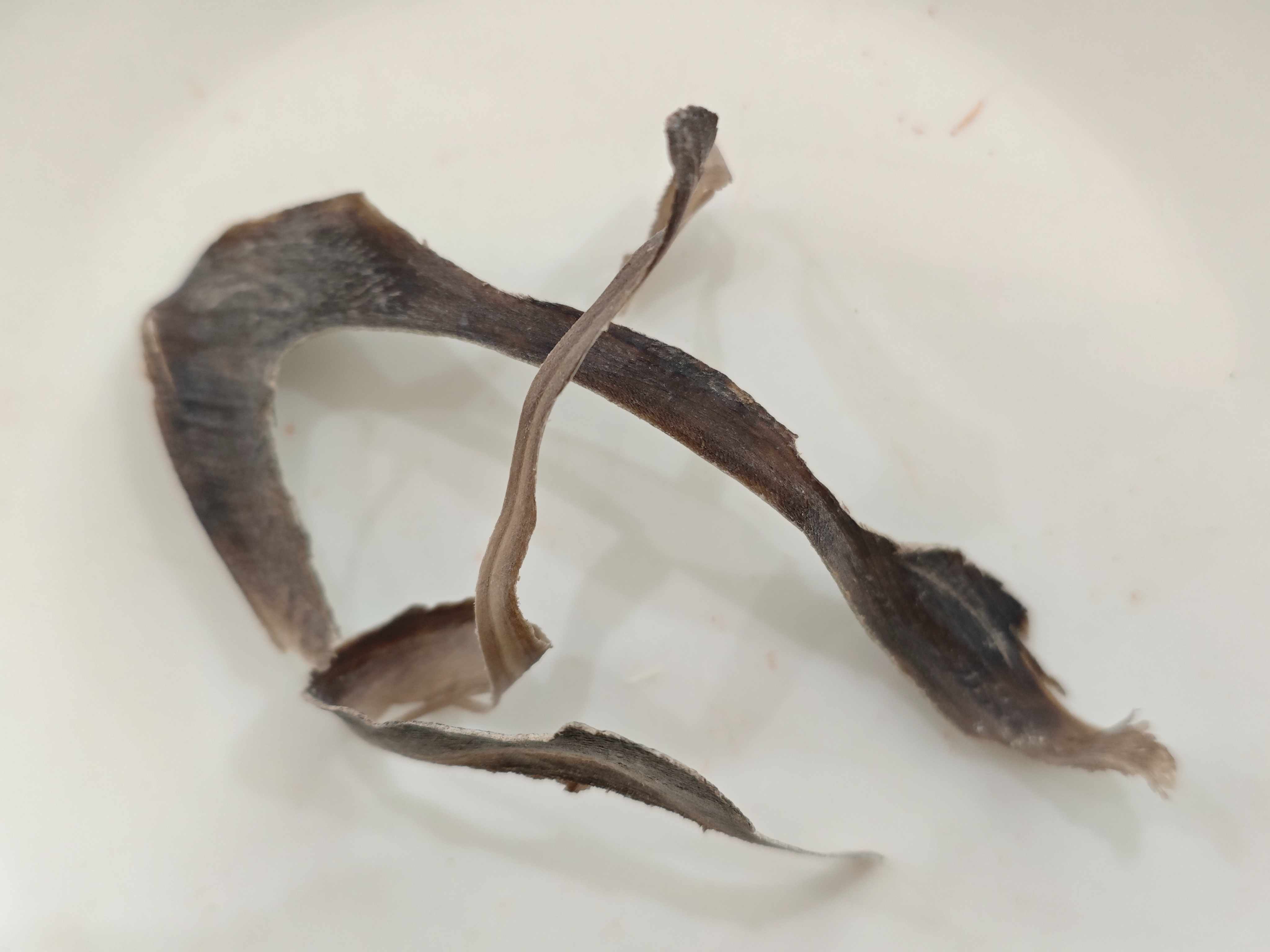 ฮอร์นบัฟฟาโล (shuǐniújiǎo)