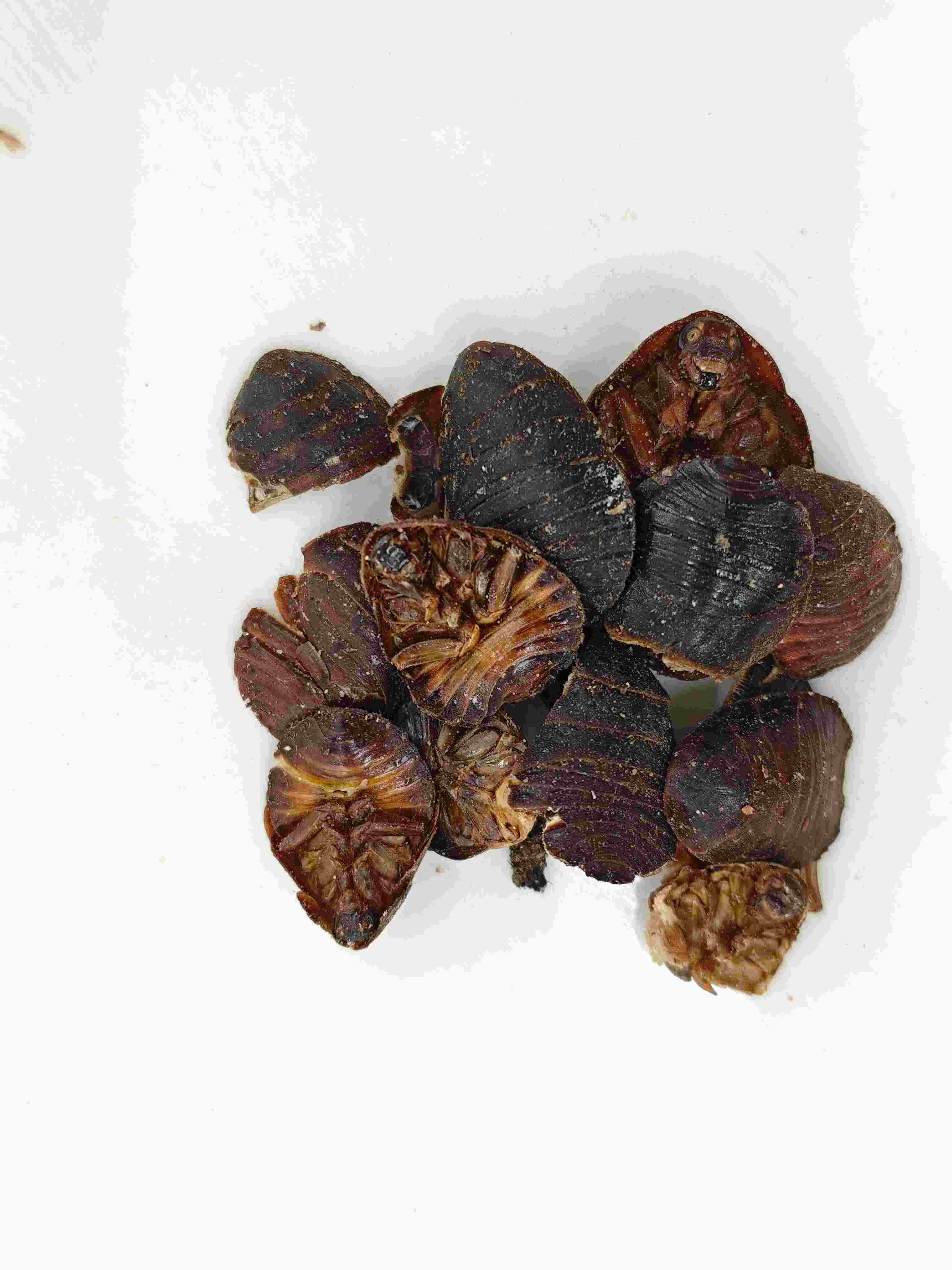 ด้วงกราวด์ (tǔbiēchóng)