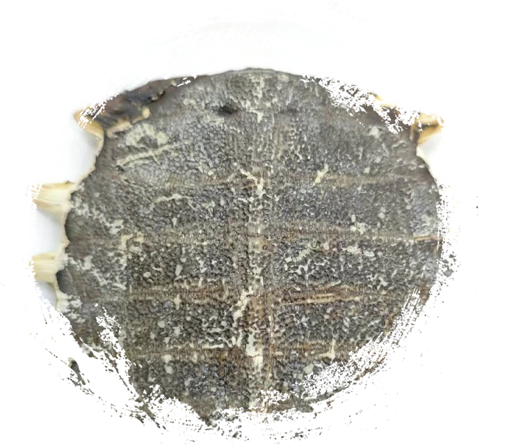 Softshell Turtle Plastron (Biējiǎ)