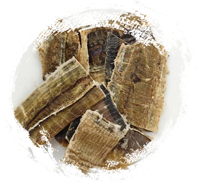 ไส้เดือน (dìlóng)