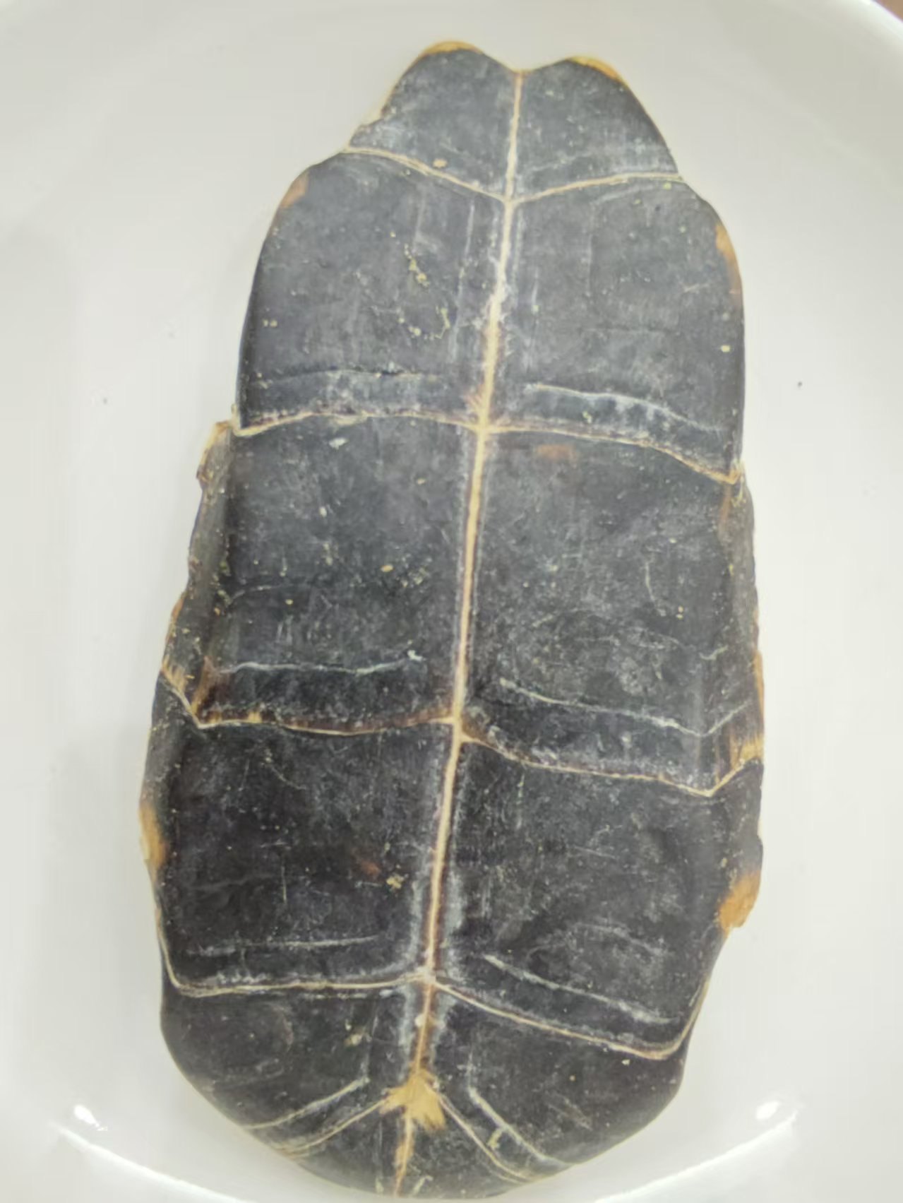 เปลือกเต่า (Guījiǎ)