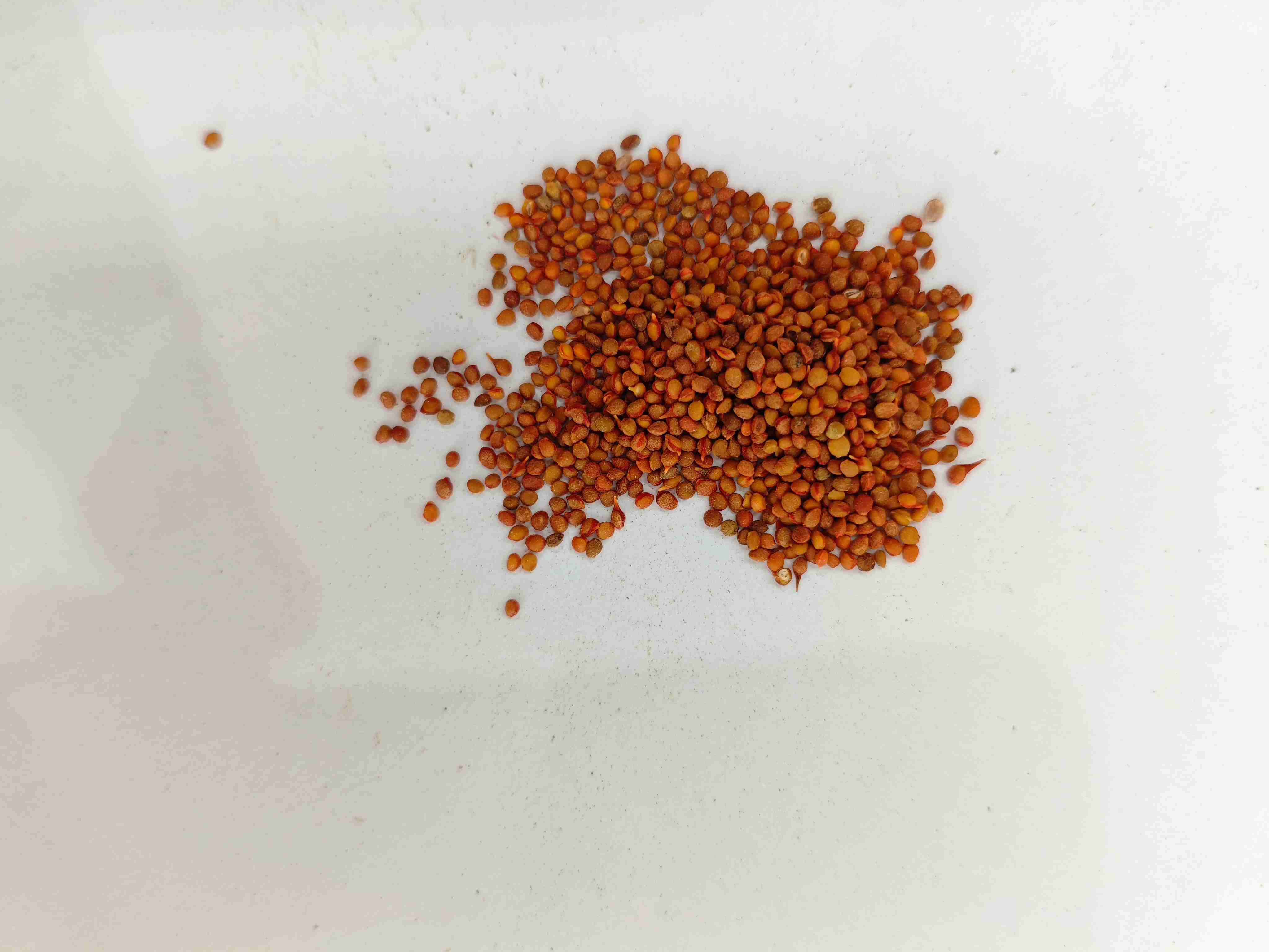 กระดาษหม่อนกระดาษ (Chǔshízǐ)