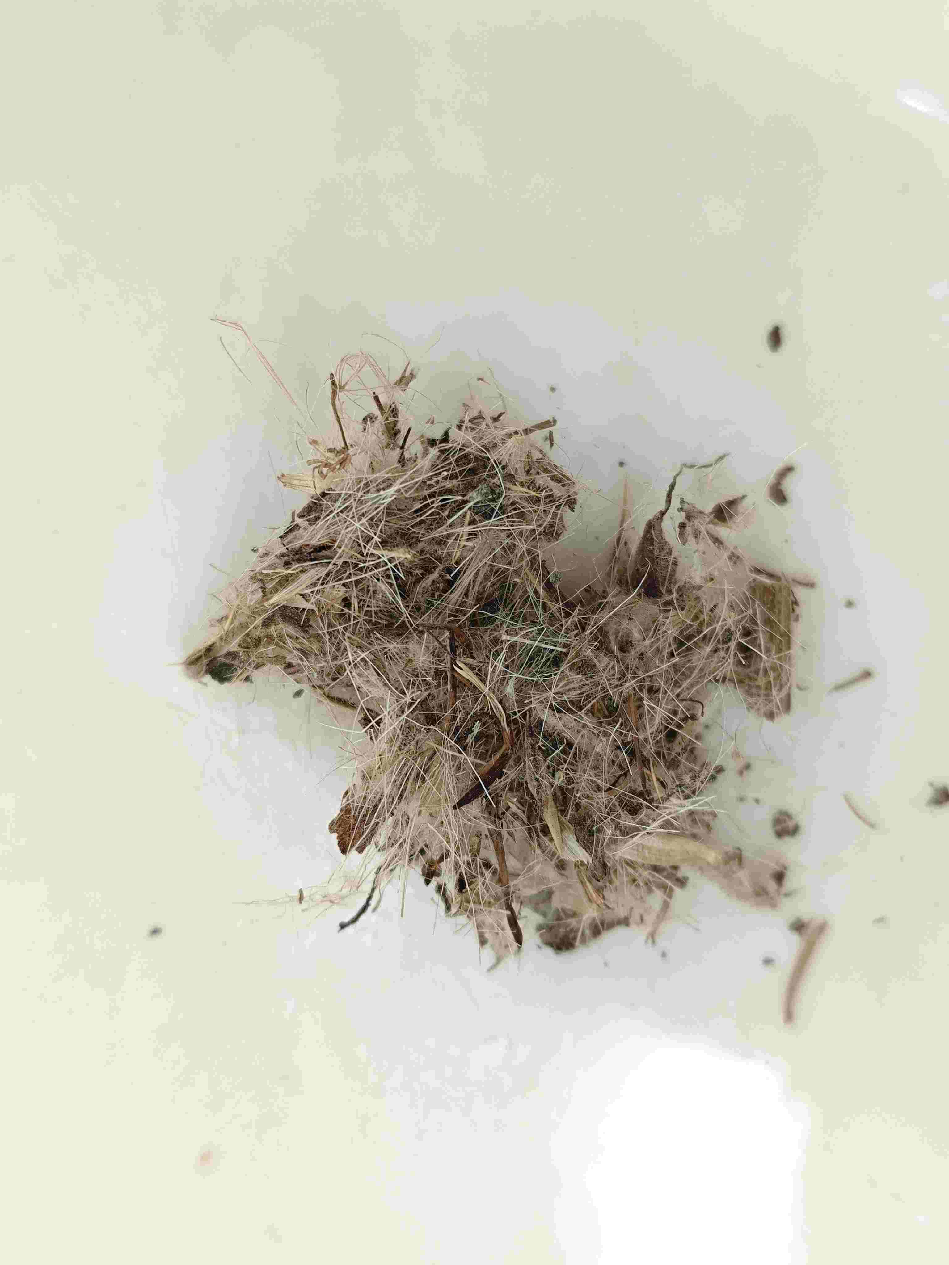 thistle ที่ดี (dàjì)