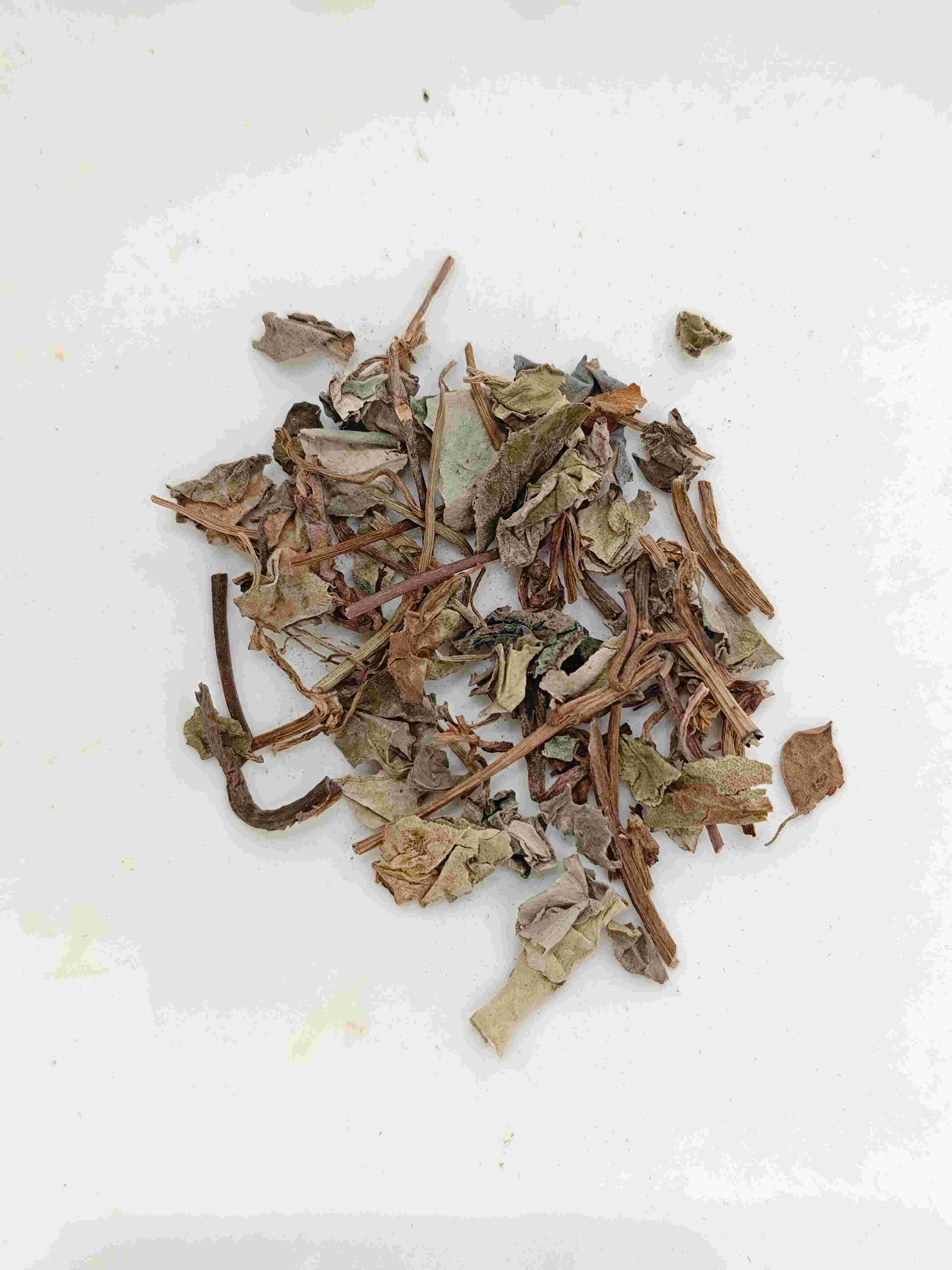 Coinweed (jīnqiáncǎo)