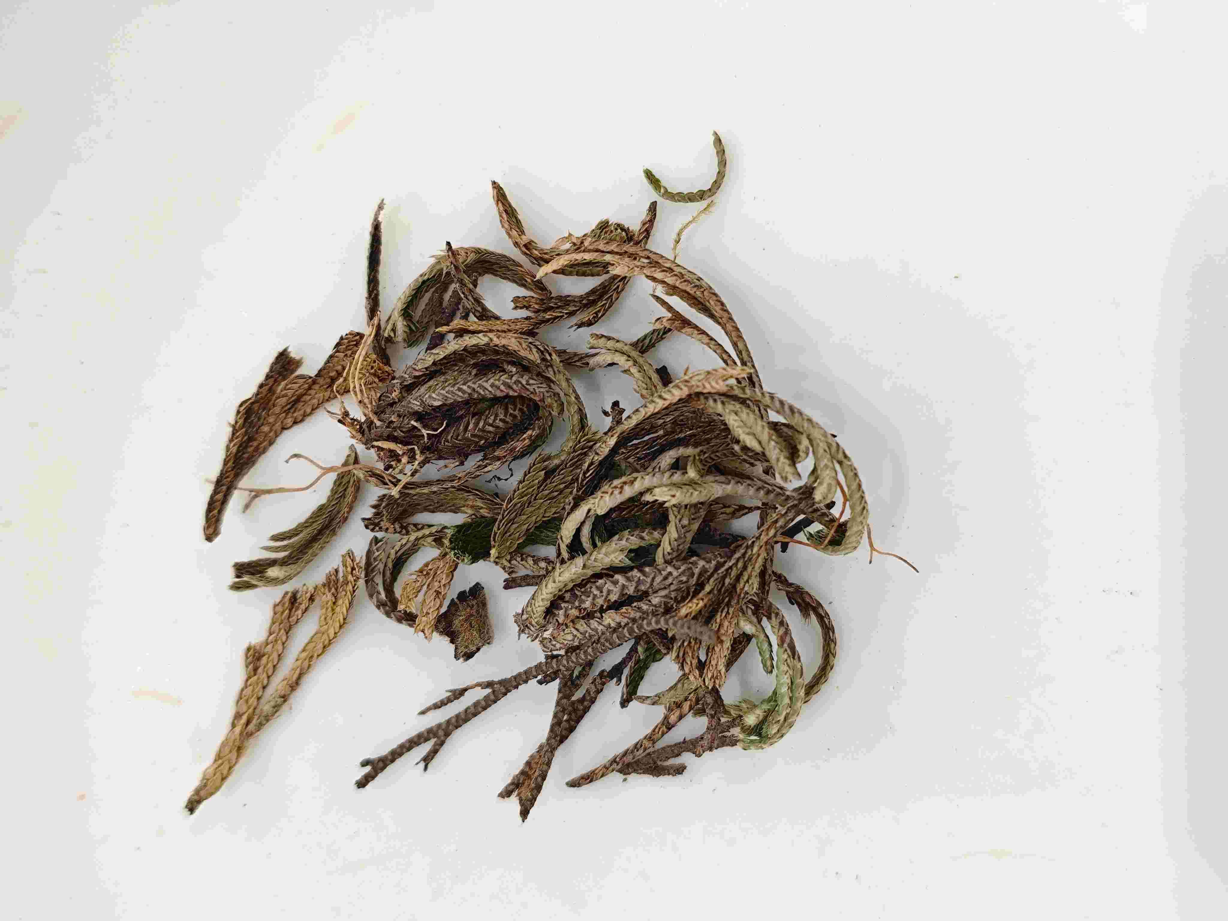 Royal Fern (JuǎnBǎi)