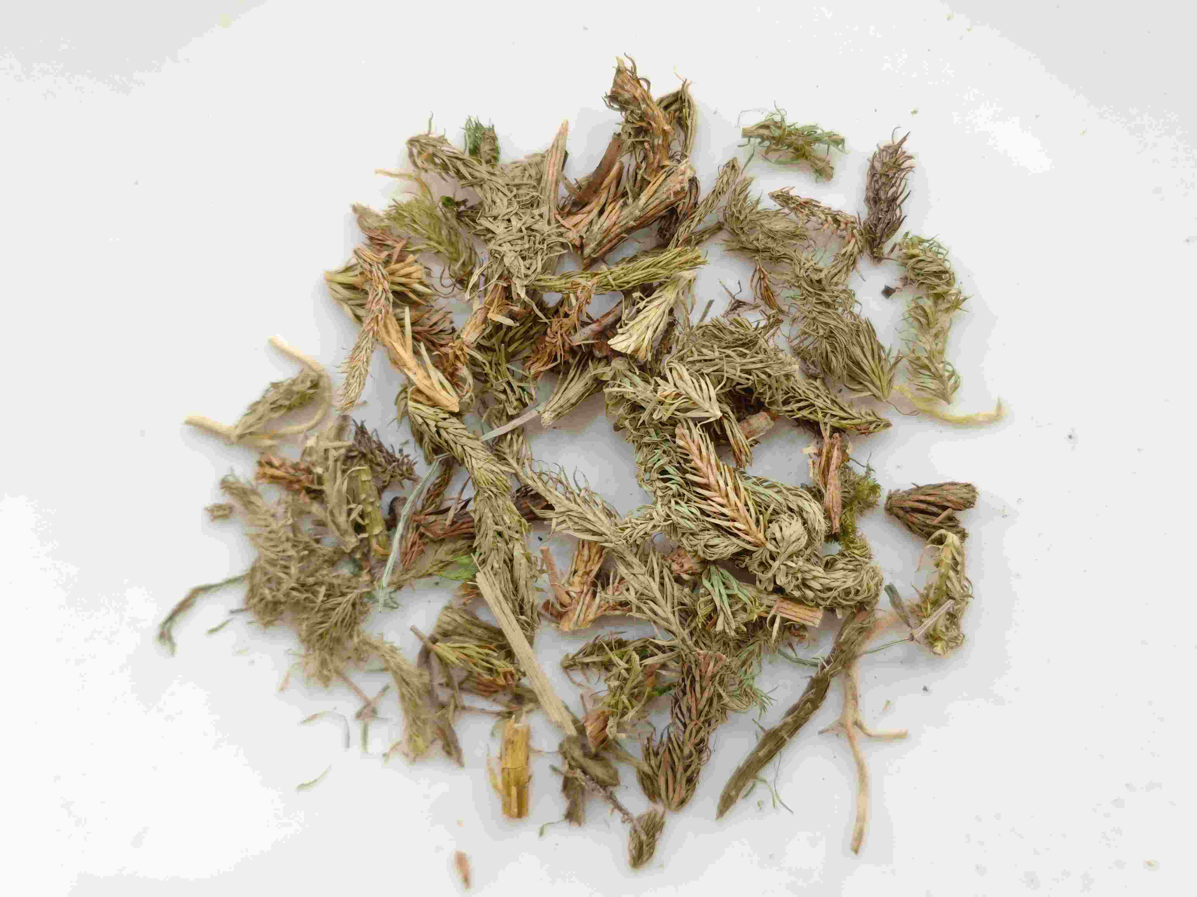 Herba Sargassum (shēnjīncǎo)