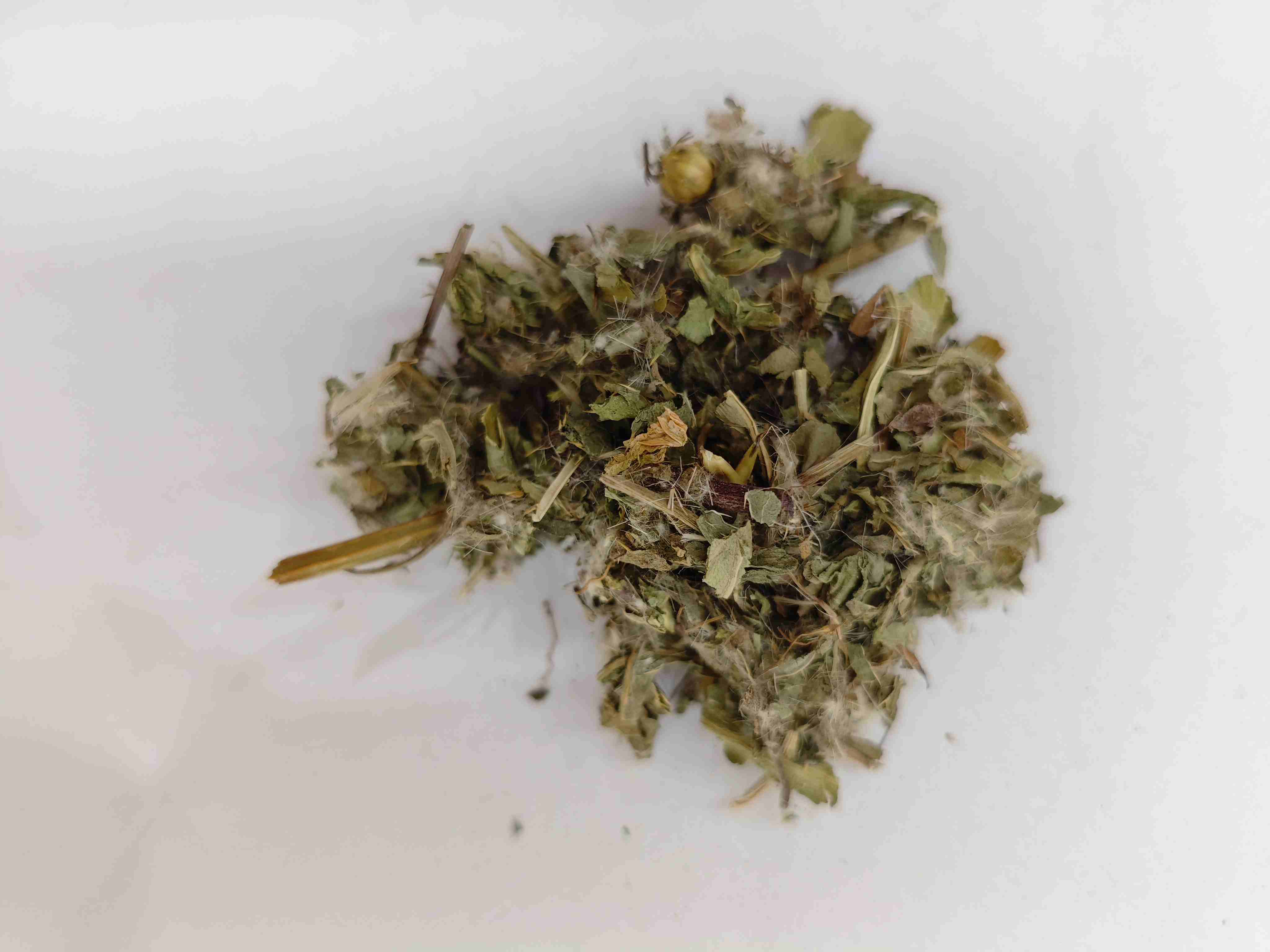 Lesser Thistle (xiǎojì)