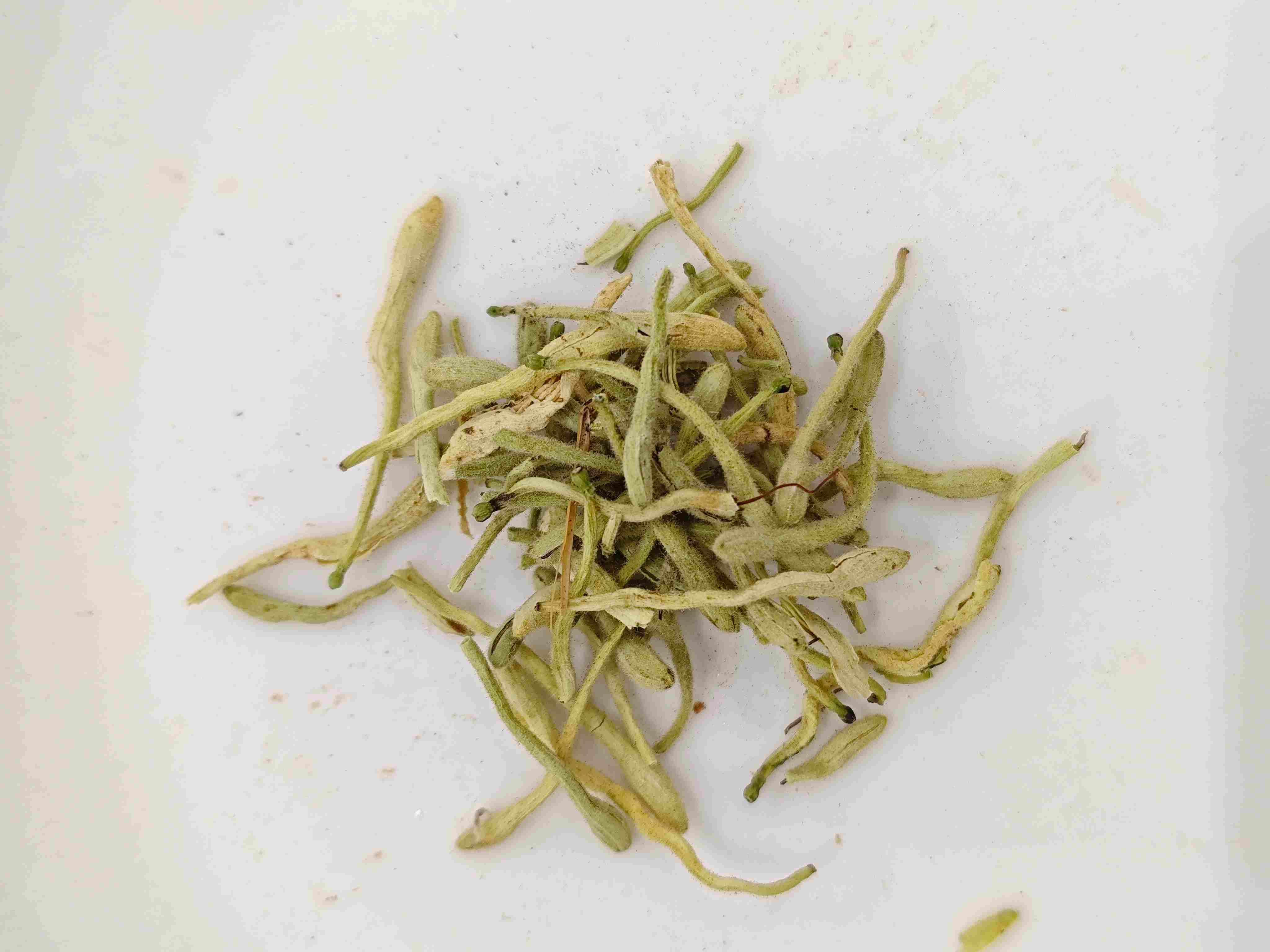 Flower Honeysuckle (jīnyínhuā)