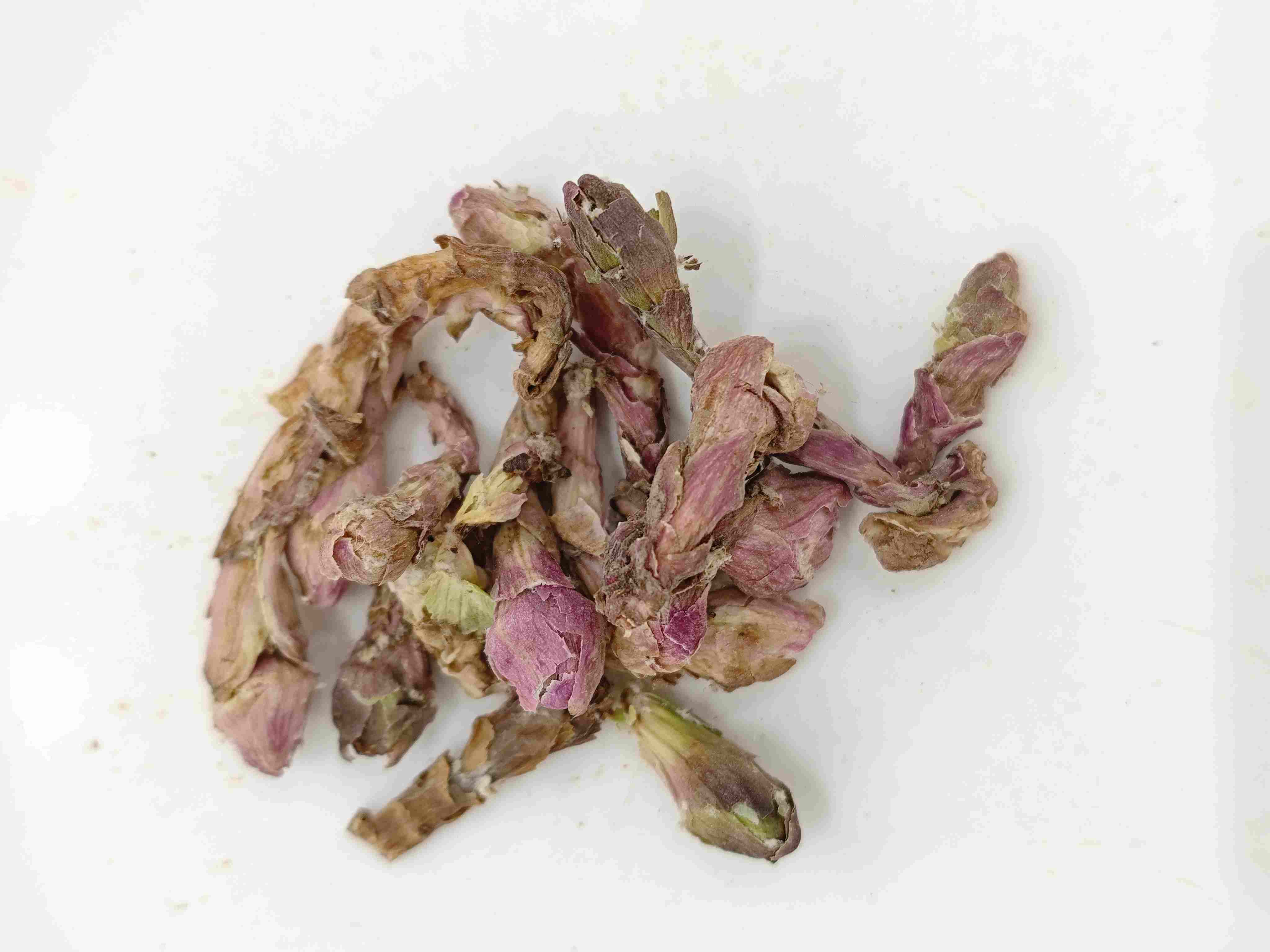 Winterhelmet Flower (kuǎndōnghuā)