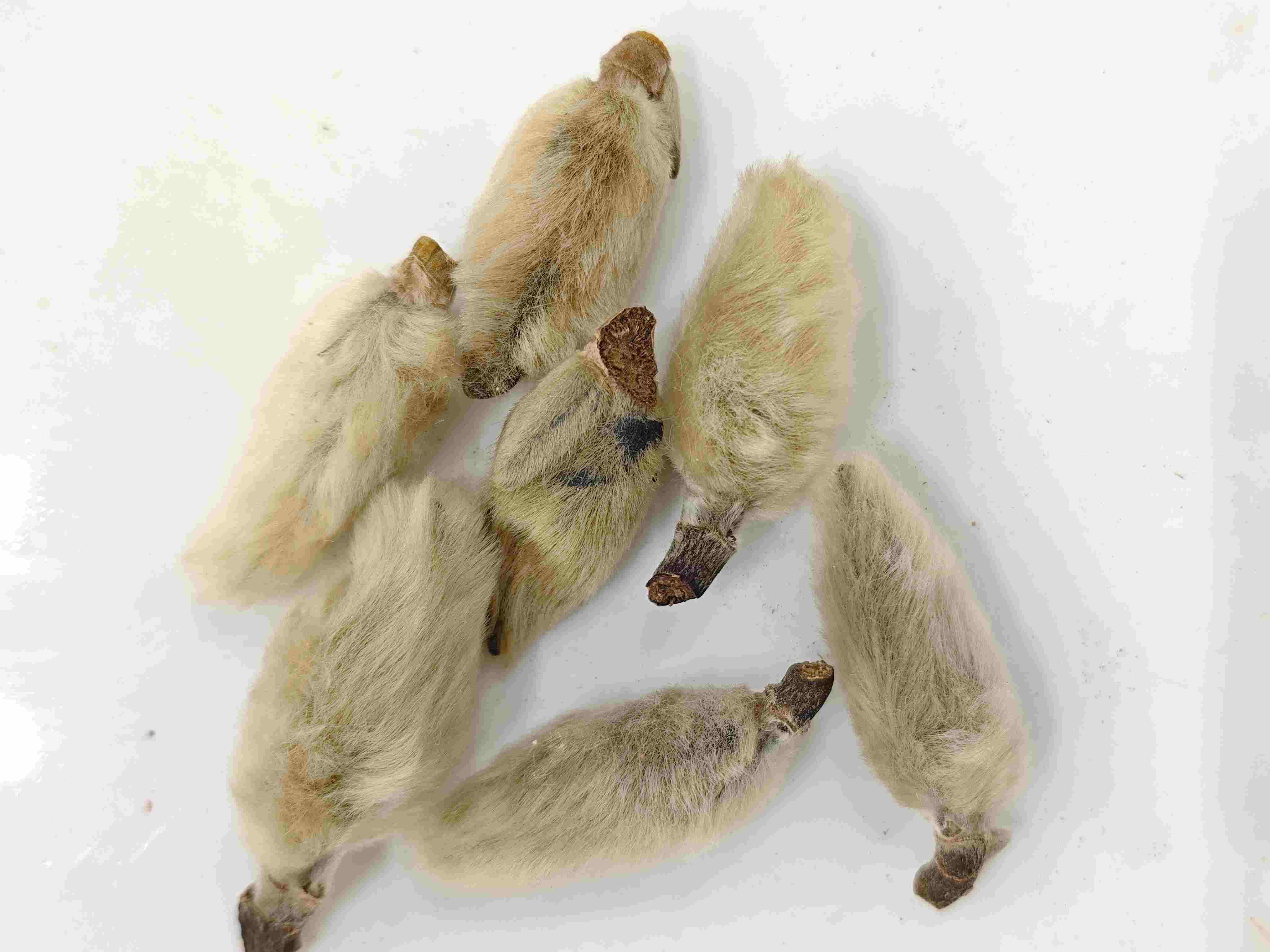 ดอกตูมดอกไม้แมกโนเลีย (Xīnyí)