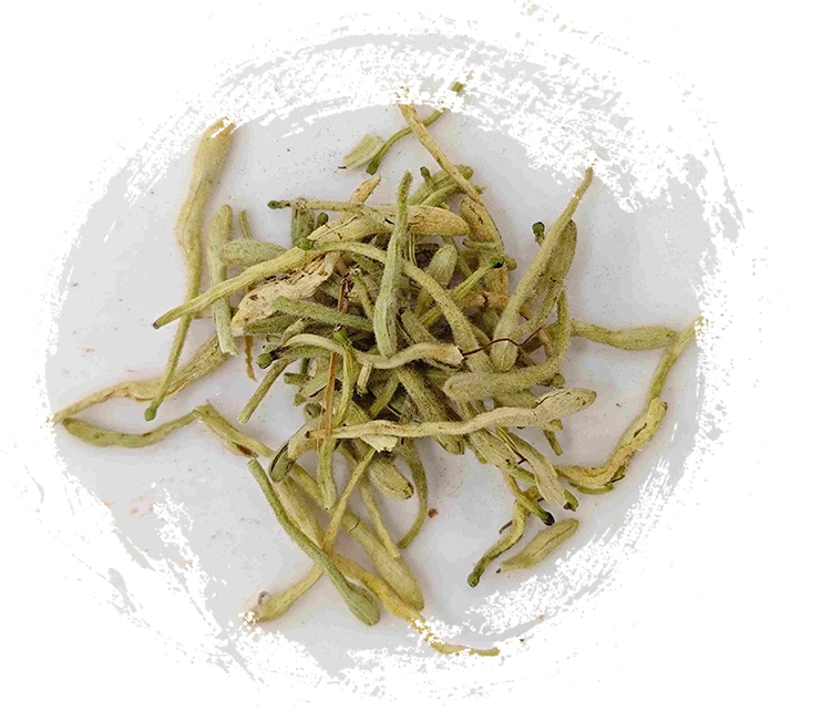 Flower Honeysuckle (jīnyínhuā)