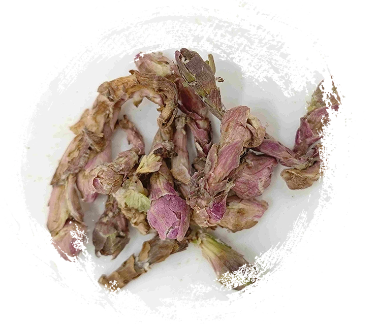 Winterhelmet Flower (kuǎndōnghuā)