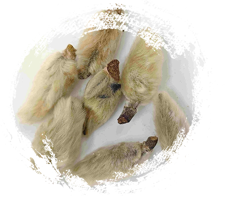 ดอกตูมดอกไม้แมกโนเลีย (Xīnyí)