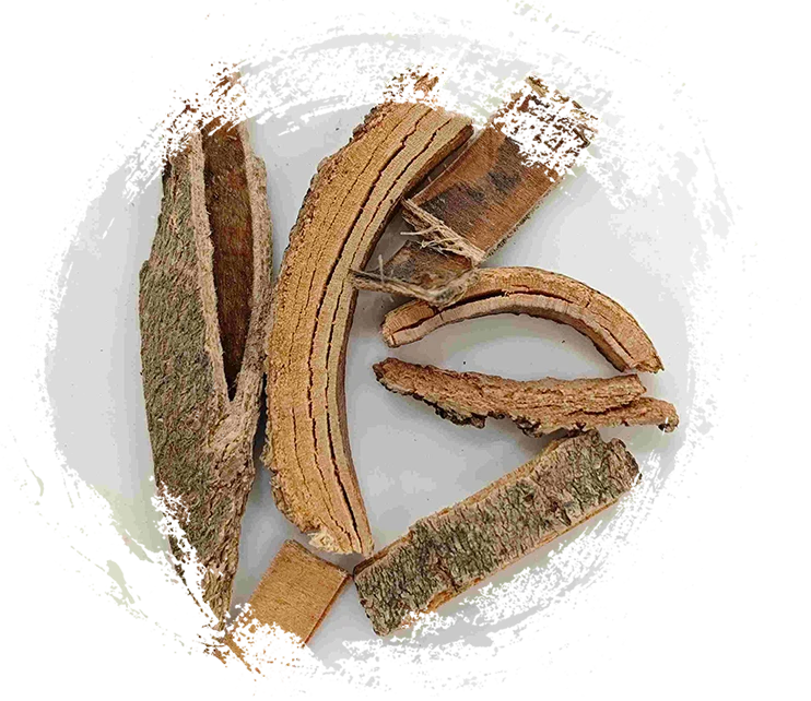 เปลือกเถ้าจีน (QínPí)