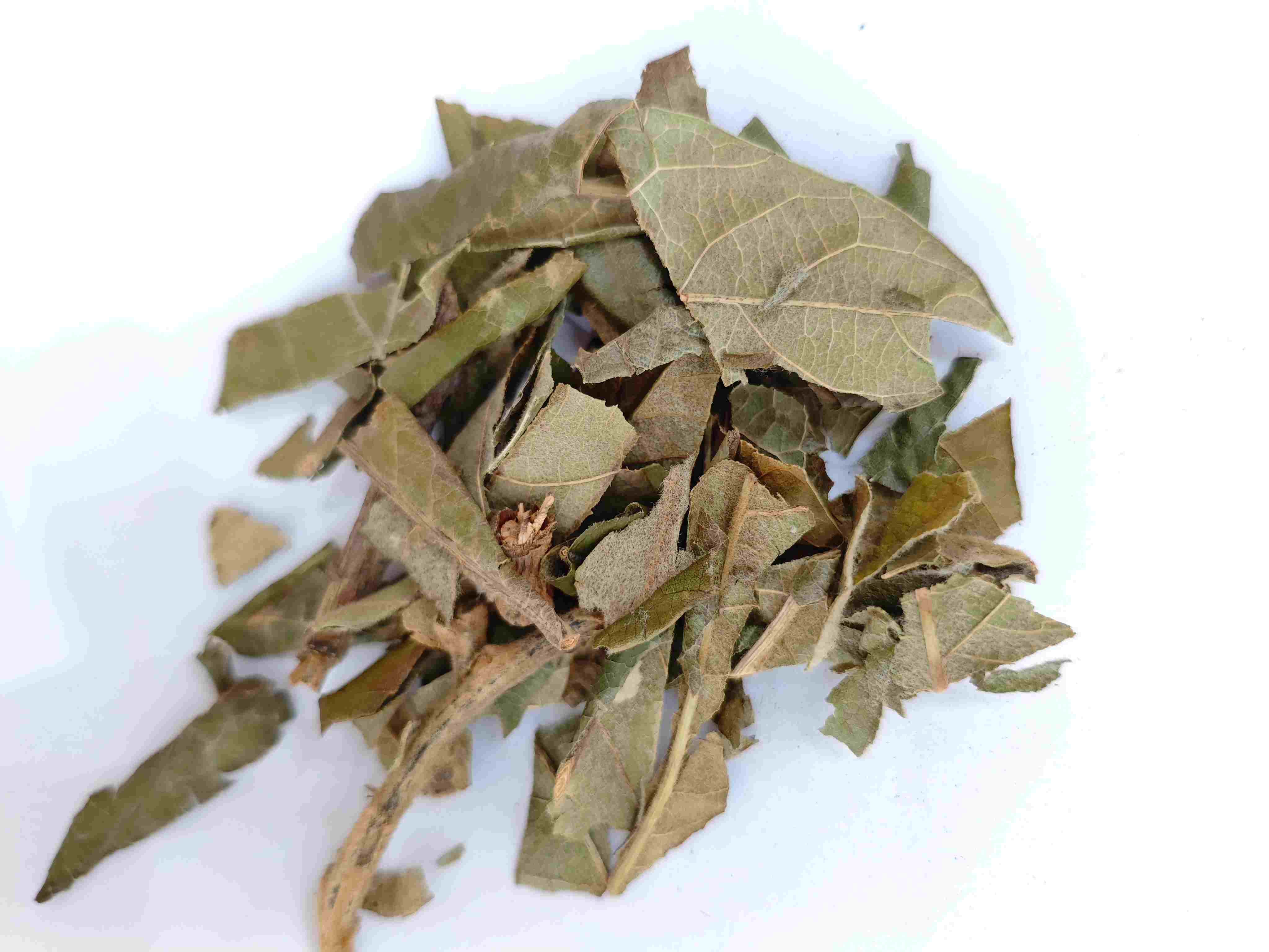 Loquat Leaf (pípáyè)