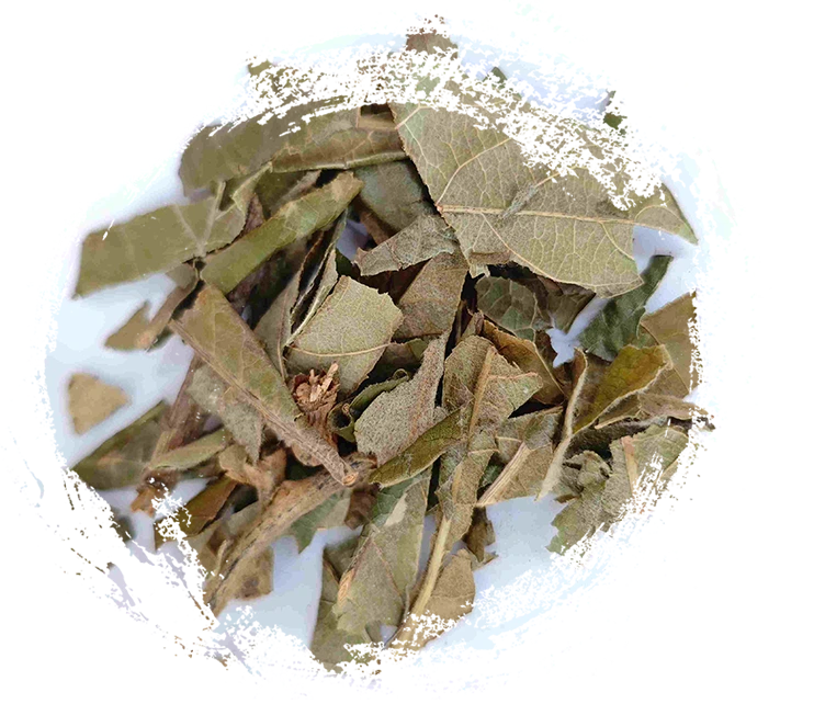 Loquat Leaf (pípáyè)