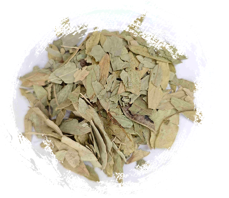 Senna Leaf (fānxièyè)